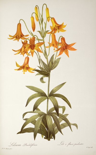 Lilium Penduliflorum, de 
